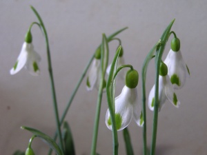 Galanthus 'Tilly'